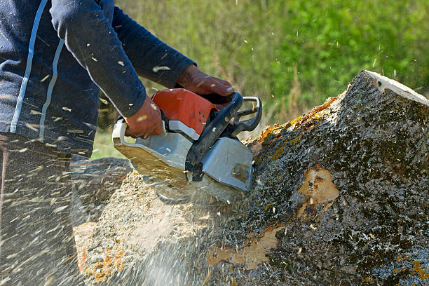 Seasonal Cleanup (Spring/Fall) in Schulenburg, TX